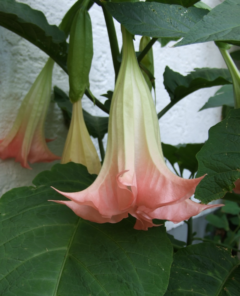 seeds 15 Double Purple & Yellow Angel Trumpet Mix Datura/ Brugmansia Fragrant