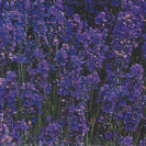 ENGLISH LAVENDER -- OUT OF STOCK --
