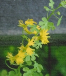 CANARY CREEPER VINE -- OUT OF STOCK --