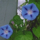 MORNING GLORY - FLYING SAUCER  -- OUT OF STOCK --