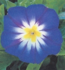 MORNING GLORY - ROYAL ENSIGN BLUE -- OUT OF STOCK --