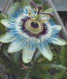 PASSION FLOWER VINE -- OUT OF STOCK --