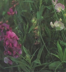 SWEET PEA - EVERLASTING PEA -- OUT OF STOCK --