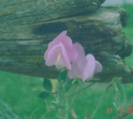 SWEET PEA - JANET SCOTT  -- OUT OF STOCK --