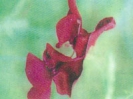 SWEET PEA - KING EDWARD VII   -- OUT OF STOCK --