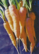 CARROTS - DANVERS HALF LONG  -- OUT OF STOCK --