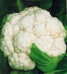 CAULIFLOWER - SNOWBALL EARLY -- OUT OF STOCK -- 