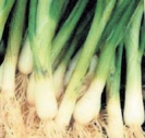 ONIONS - SOUTHPORT WHITE BUNCHING   -- OUT OF STOCK --