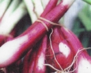 ONIONS - RED PURPLE BUNCHING --- SOLDOUT --- 