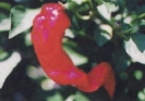 PEPPERS - CAYENNE LONG RED SLIM 