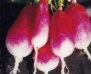 RADISHES - FRENCH BREAKFAST -- SOLD OUT --