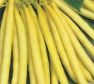 BEANS - BUSH BEANS - YELLOW WAX -- OUT OF STOCK --  