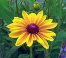 BLACK EYED SUSAN -- OUT OF STOCK --