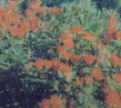BUTTERFLY WEED  -- SOLD OUT --