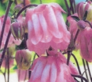 COLUMBINE - GRANNY'S BONNET --OUT OF STOCK --