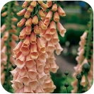 FOXGLOVE - APRICOT BEAUTY -- OUT OF STOCK -- 