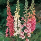 FOXGLOVE - EXCELSIOR MIX -- OUT OF STOCK --