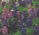 LUPINES - WILD   -- SOLD OUT --