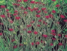 ROSE CAMPION  -- OUT OF STOCK --