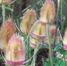 TEASEL -- OUT OF STOCK --