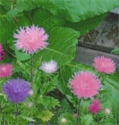 ASTER - CHINA - QUEEN OF THE MARKET  -- OUT OF STOCK --