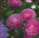 ASTER - TIGER PAW -- OUT OF STOCK --