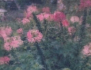 CLEOME - COLOUR FOUNTAIN   --OUT OF STOCK --
