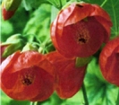 FLOWERING MAPLE -- OUT OF STOCK --