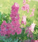LARKSPURS - SALMON BEAUTY  -- OUT OF STOCK -- 