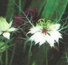 LOVE-IN-A-MIST - MISS JEKYLL WHITE -- OUT OF STOCK -- 