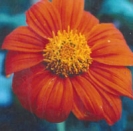 MEXICAN SUNFLOWER 