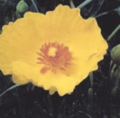 MEXICAN TULIP POPPY -- OUT OF STOCK --