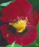 NASTURTIUM - KING THEODORE -- OUT OF STOCK -- 