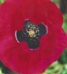 POPPY - BEAUTY OF  LIVERMERE -- UNAVAILABLE --
