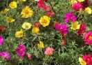 PORTULACA -- SOLD OUT --