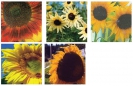 COLLECTION - SUNFLOWER 