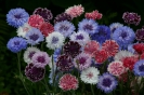 CORNFLOWER - ARTISTIC MIX -- OUT OF STOCK -- 