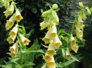 FOXGLOVE - YELLOW -- OUT OF STOCK --