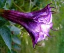 ANGELS TRUMPETS - DOUBLE FLOWERED PURPLE 