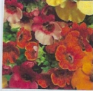 NEMESIA - CARNIVAL MIX -- OUT OF STOCK -- 