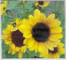 SUNFLOWER - MOON WALKER -- OUT OF STOCK -- 