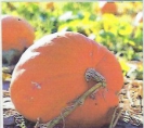 PUMPKINS - DILL'S ATLANTIC GIANT -- SOLD OUT --