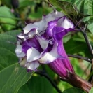 DATURA - DOUBLE PURPLE  ---- SOLD OUT --