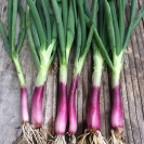 ONIONS - PURPLE BUNCHING  -- OUT OF STOCK --