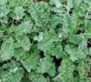 KALE - BLUE CURLED SCOTCH   -- OUT OF STOCK --