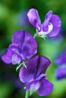 SWEET PEA - LORD NELSON
