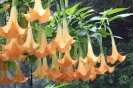 ANGELS TRUMPET - DOUBLE ORANGE -- OUT OF STOCK --
