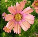 COSMOS - APRICOT BEAUTY -- OUT OF STOCK -- 