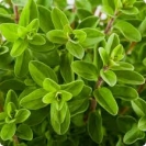 SWEET MARJORAM -- OUT OF STOCK -- 