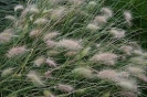 FOUNTAIN GRASS -- OUT OF STOCK --